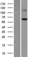 ST7 Protein (Over-Expression Lysate Myc-DDK (Flag))