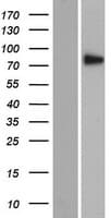 SEC14L5 Protein (Over-Expression Lysate Myc-DDK (Flag))