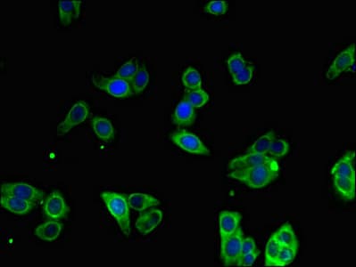 MTTP / MTP Antibody