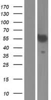 Human SPATC1 Protein (Over-Expression Lysate Myc-DDK (Flag))