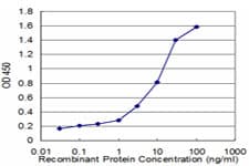 RPL36A / Ribosomal Protein L36 Antibody (clone 5F8)
