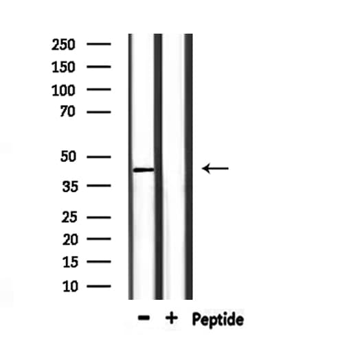 CD244 Antibody