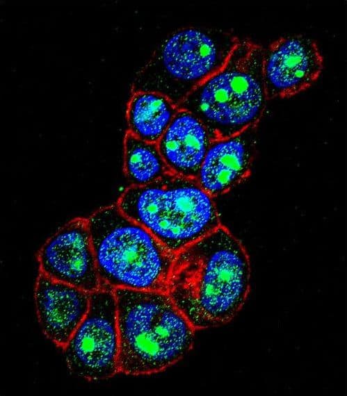 PYGO1 / Pygopus 1 Antibody (aa382-409)