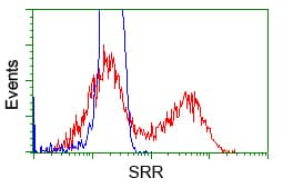 SRR / Serine Racemase Antibody (clone OTI1D7)