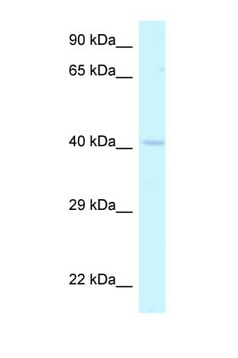 HOXA2 Antibody (N-Terminus)