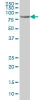 IHC-plus™ STAT5B Antibody (clone 5D6)