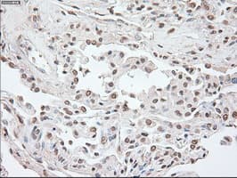 POU5F1 / OCT4 Antibody (clone OTI9B7)