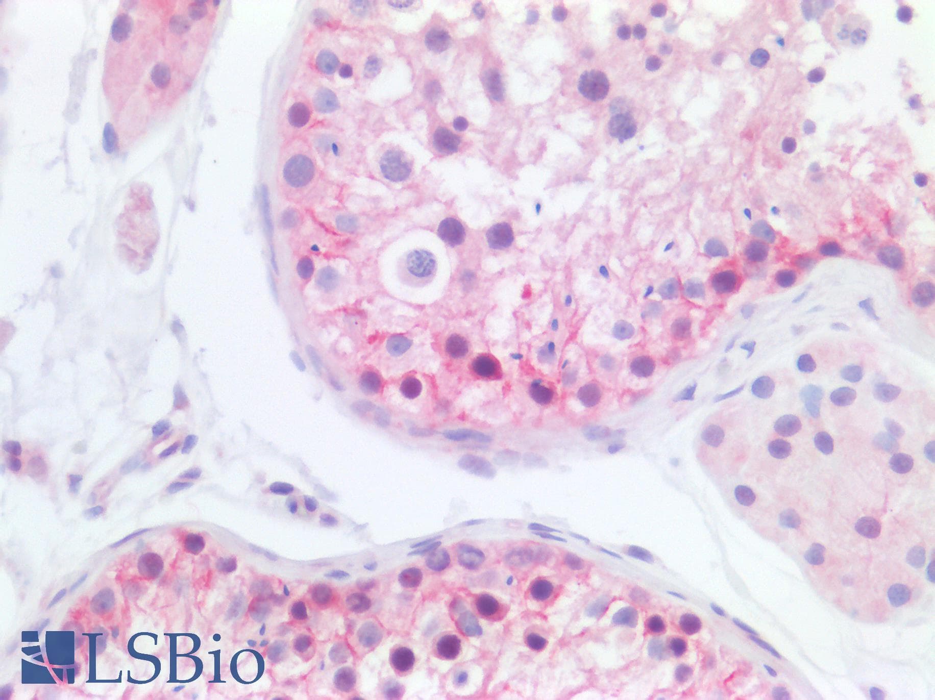 PathPlus™ TJP1 / ZO-1 Antibody (aa1-296)