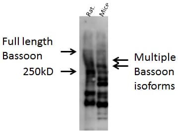 BSN / Bassoon Antibody