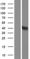 DAO / D Amino Acid Oxidase Protein (Over-Expression Lysate Myc-DDK (Flag))