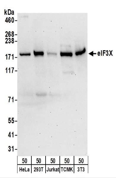 Polyclonal Rabbit anti-Human CLU1 / KIAA0664 Antibody (aa650-700, IHC, WB)