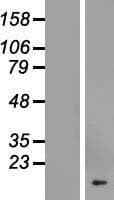 COX19 Protein (Over-Expression Lysate Myc-DDK (Flag))