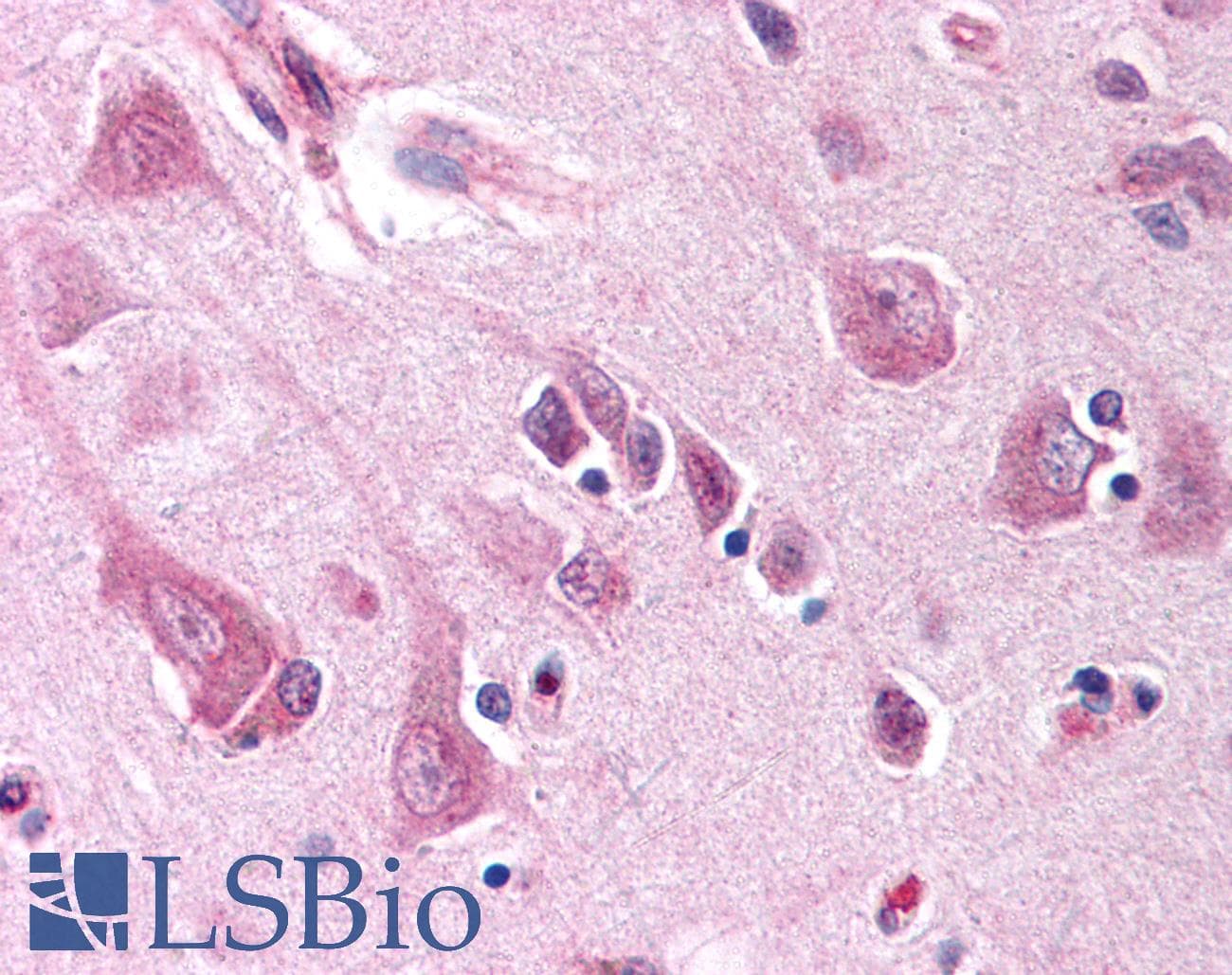 IHC-plus™ PMAIP1 / NOXA Antibody (aa51-66)
