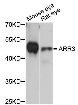 Polyclonal Rabbit anti-Human ARR3 / Cone Arrestin Antibody (WB)