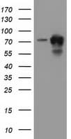 PUS7 Antibody (clone OTI4H5)