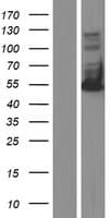 HCLS1 Protein (Over-Expression Lysate Myc-DDK (Flag))