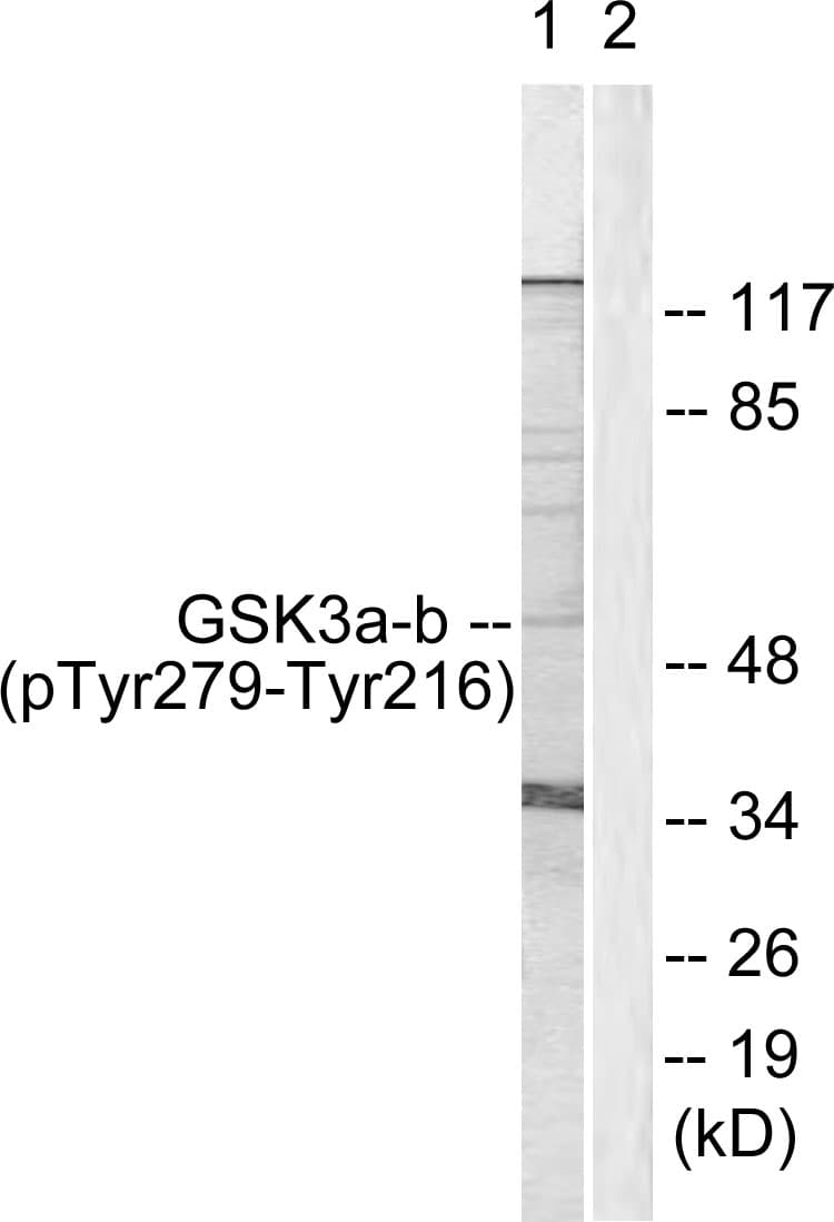 Polyclonal Rabbit anti-Human GSK3 Alpha+Beta Antibody (phospho-Tyr279/Tyr216, IHC, WB)