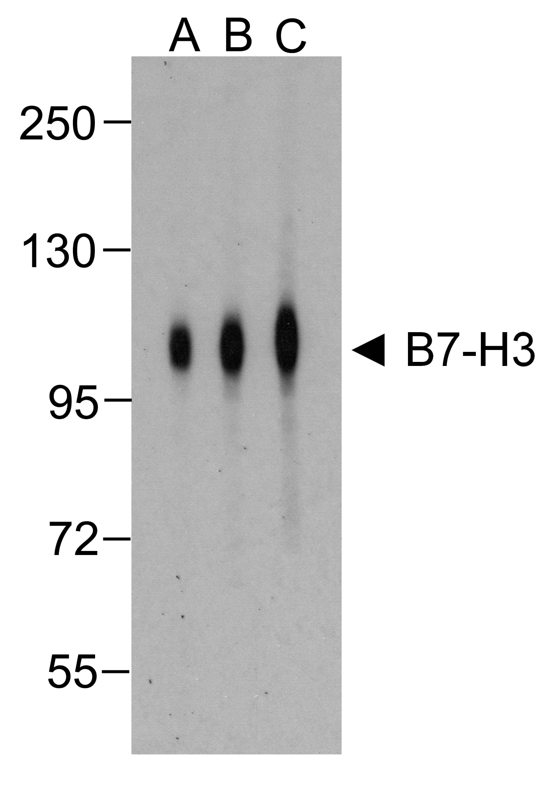 Monoclonal Mouse anti-Human CD276 / B7-H3 Antibody (clone 2A7, IHC, IF, WB)