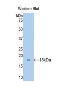 CLDN3 / Claudin 3 Antibody (aa30-159)