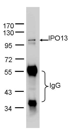 IPO13 / LGL2 Antibody (aa901-963)