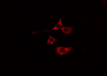 MYL7 Antibody