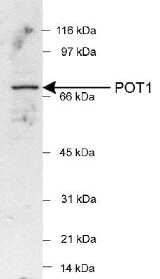 POT1 Antibody (Internal, DY488)