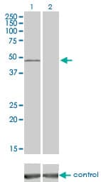 VRK1 Antibody (clone 4F9)