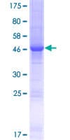 Human HSpc24 / SPBC24 Protein (Recombinant GST)