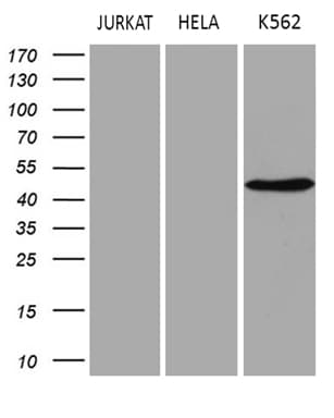 SAMSN1 Antibody (aa1-250, clone OTI1F6)
