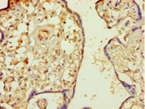 MINPP1 Antibody (aa31-487)