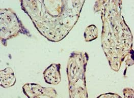 GHRL / Ghrelin Preproprotein Antibody (aa1-117)
