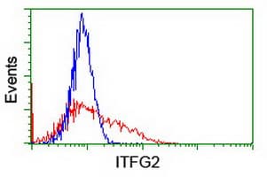 ITFG2 Antibody (clone OTI3A2, Carrier-free)