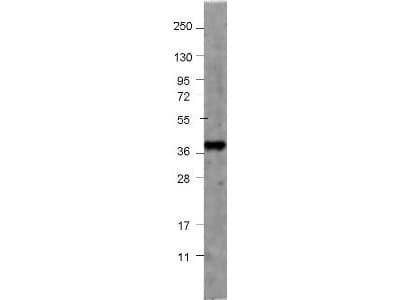 Polyclonal Rabbit anti-Human GDF15 Antibody (WB)