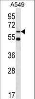 ZNF248 Antibody (aa276-304)