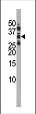 CDK1 / CDC2 Antibody (phospho-Ser39)
