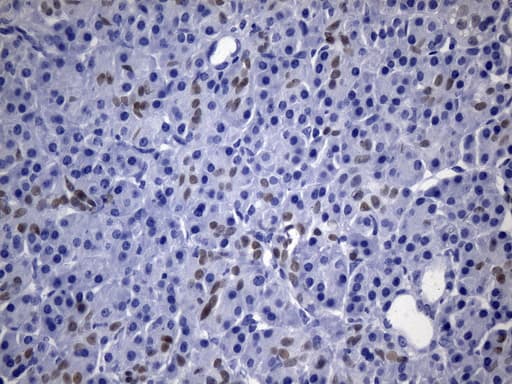 CDX2 Antibody (clone UMAB266, Carrier-free)