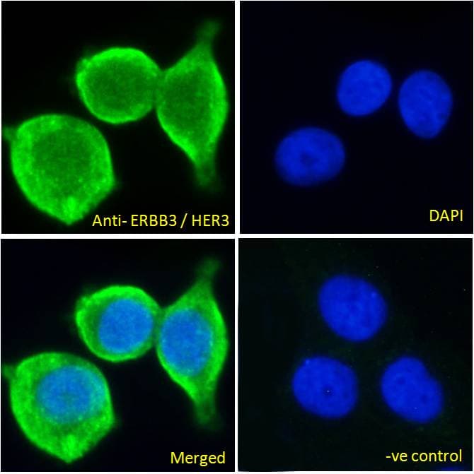 PathPlus™ Polyclonal Goat anti-Human ERBB3 / HER3 Antibody (aa1300-C-term, IHC, IF)