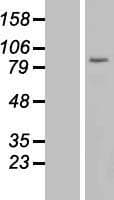 USP44 Protein (Over-Expression Lysate Myc-DDK (Flag))