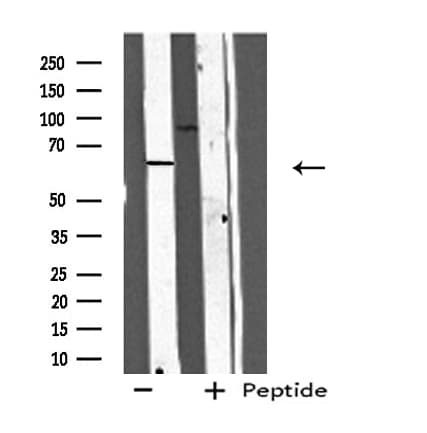 Cdc14 / CDC14A Antibody