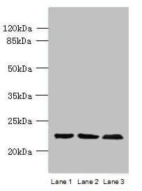 WDYHV1 Antibody (N-Terminus)