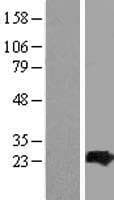 ARL4C Protein (Over-Expression Lysate Myc-DDK (Flag))