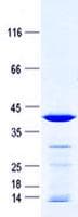 Human MRPL51 Protein (Recombinant GST, N-terminus + His, C-terminus)