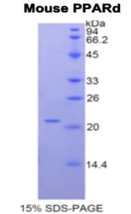Mouse PPARD / PPAR Delta Protein (Recombinant His)