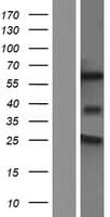 Human TCF7L2 / TCG4 Protein (Over-Expression Lysate Myc-DDK (Flag))