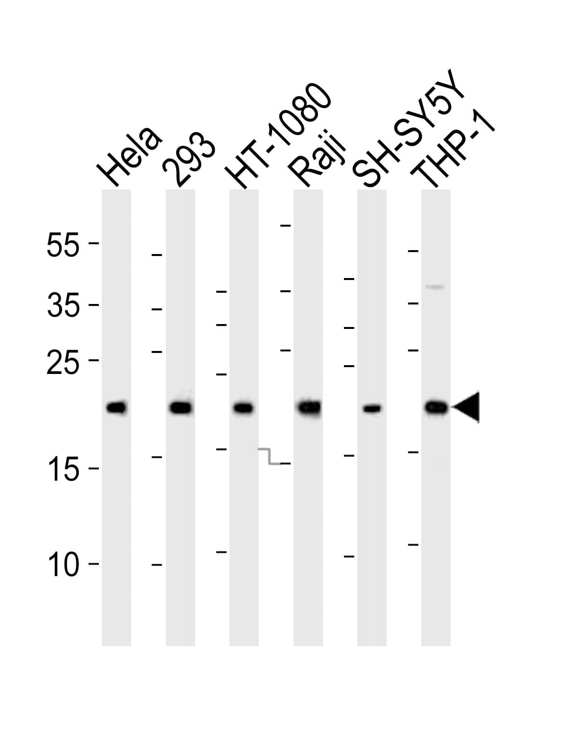 BAX Antibody (aa47-78)