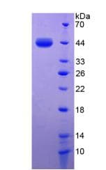 Human TLR9 Protein (Recombinant 6His, N-terminus)