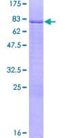Human MNDA Protein (Recombinant GST)