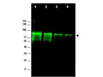 PathPlus™ Polyclonal Rabbit anti-Mouse MRE11A / MRE11 Antibody (IHC, WB)