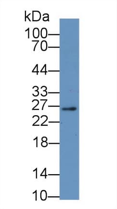 HMG2 / HMGB2 Antibody (aa2-187, APC)