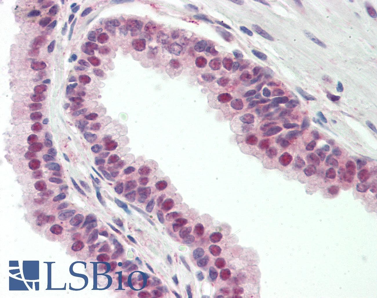 ZNF451 Antibody (C-Terminus)
